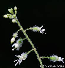 Attēlu rezultāti vaicājumam “Circaea lutetiana bud”