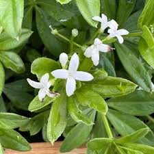 Attēlu rezultāti vaicājumam “Galium odoratum leaf”