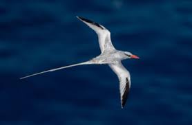 Image result for Phaethon aethereus