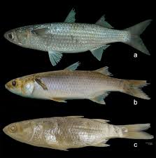 Image result for Mugil curema