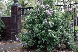 Attēlu rezultāti vaicājumam “Syringa vulgaris flower”
