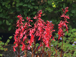 Image result for Lobelien