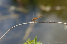 Attēlu rezultāti vaicājumam “Sympetrum sanguineum male”