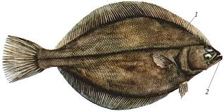 Image result for Hippoglossoides platessoides