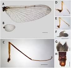 Attēlu rezultāti vaicājumam “Semioscopis avellanella imago”