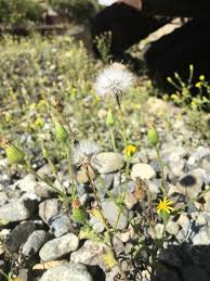 Attēlu rezultāti vaicājumam “Senecio viscosus flower”