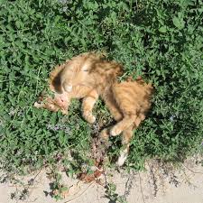 Image result for Katzenminze