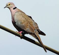 Attēlu rezultāti vaicājumam “Streptopelia decaocto”