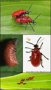 Attēlu rezultāti vaicājumam “Lilioceris lilii”