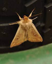 Attēlu rezultāti vaicājumam “Phalonidea permixtana”