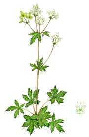 Attēlu rezultāti vaicājumam “Sanicula europaea fruit”