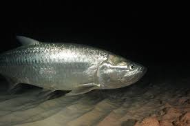 Image result for Megalops atlanticus