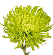 Image result for Chrysanthemum spectabile