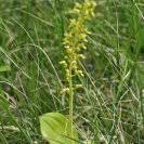 Attēlu rezultāti vaicājumam “Listera ovata bud”