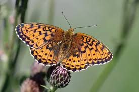 Attēlu rezultāti vaicājumam “Brenthis ino”