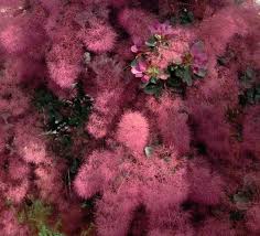 Attēlu rezultāti vaicājumam “Cotinus coggygria flower”