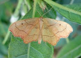Attēlu rezultāti vaicājumam “Idaea emarginata”