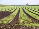 Salads grown on this peaty soil provide an important cash crop in this - via Daymix