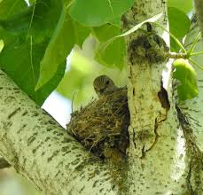 Attēlu rezultāti vaicājumam “Muscicapa striata nest”
