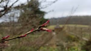 Attēlu rezultāti vaicājumam “Cercidiphyllum japonicum flower”