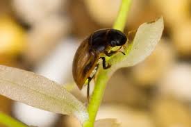Attēlu rezultāti vaicājumam “Enochrus affinis”