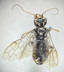 Attēlu rezultāti vaicājumam “Acantholyda posticalis”