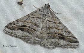 Attēlu rezultāti vaicājumam “Geometridae”