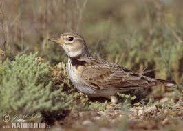 Image result for Melanocorypha calandra