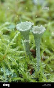 Attēlu rezultāti vaicājumam “Cladonia deformis”