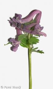 Attēlu rezultāti vaicājumam “Corydalis solida fruit”