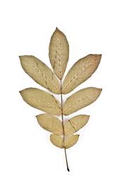 Attēlu rezultāti vaicājumam “Pterocarya fraxinifolia leaf”