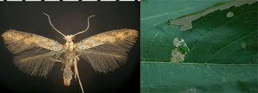 Attēlu rezultāti vaicājumam “Tischeriidae”