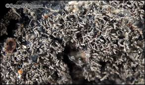 Attēlu rezultāti vaicājumam “Parmeliella triptophylla”