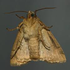 Attēlu rezultāti vaicājumam “Cosmia trapezina”