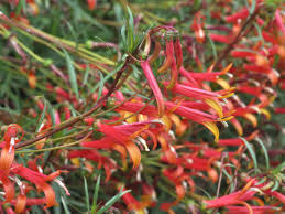 Attēlu rezultāti vaicājumam “Lophozia laxa”