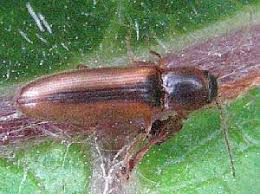 Attēlu rezultāti vaicājumam “Dalopius marginatus”