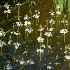 Attēlu rezultāti vaicājumam “Hottonia palustris fruit”