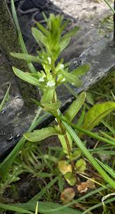 Attēlu rezultāti vaicājumam “Cystiphora sanguinea”