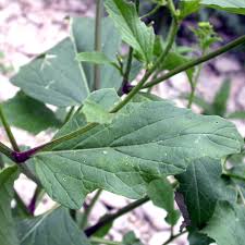 Attēlu rezultāti vaicājumam “Sinapis arvensis leaf”