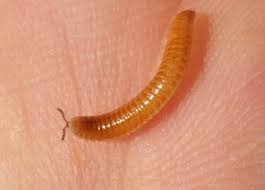 Attēlu rezultāti vaicājumam “Polyzonium germanicum”