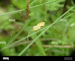 Attēlu rezultāti vaicājumam “Carex limosa”