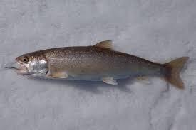 Image result for Salvelinus namaycush