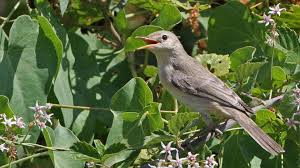 Image result for Hippolais pallida