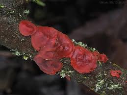 Attēlu rezultāti vaicājumam “Cytidia salicina”