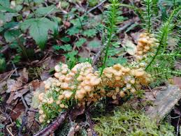 Attēlu rezultāti vaicājumam “Lignydium muscorum”