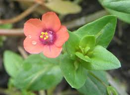 Image result for Anagallis arvensis