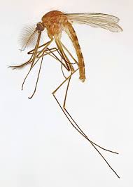 Attēlu rezultāti vaicājumam “Culex pipiens female”