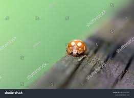 Attēlu rezultāti vaicājumam “Calvia decemguttata larva”