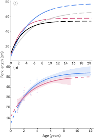 Image result for Albula glossodonta