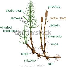 Attēlu rezultāti vaicājumam “Equisetum”